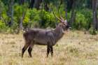Portrait of a waterbuck-Kobus ellipsiprymnus Masai Mara National Reserve-Kenya Art Print